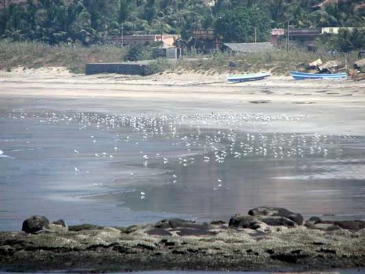 Top thing to do in Harnai Beach (2024) | All about Harnai Beach, Harnai,  Maharashtra