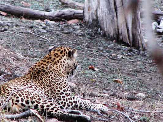 Pench National Park