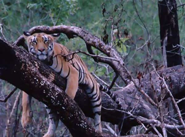 Tadoba National Park